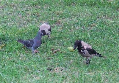 Прикрепленное изображение: 004.jpg